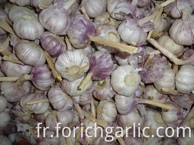 Normal White Garlic